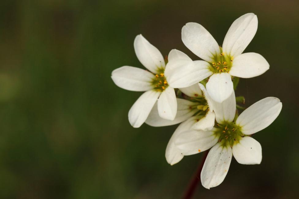 Saxifraga